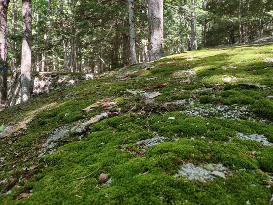 The top of the huge rock in the previous post showing how lovely its moss carpet is.