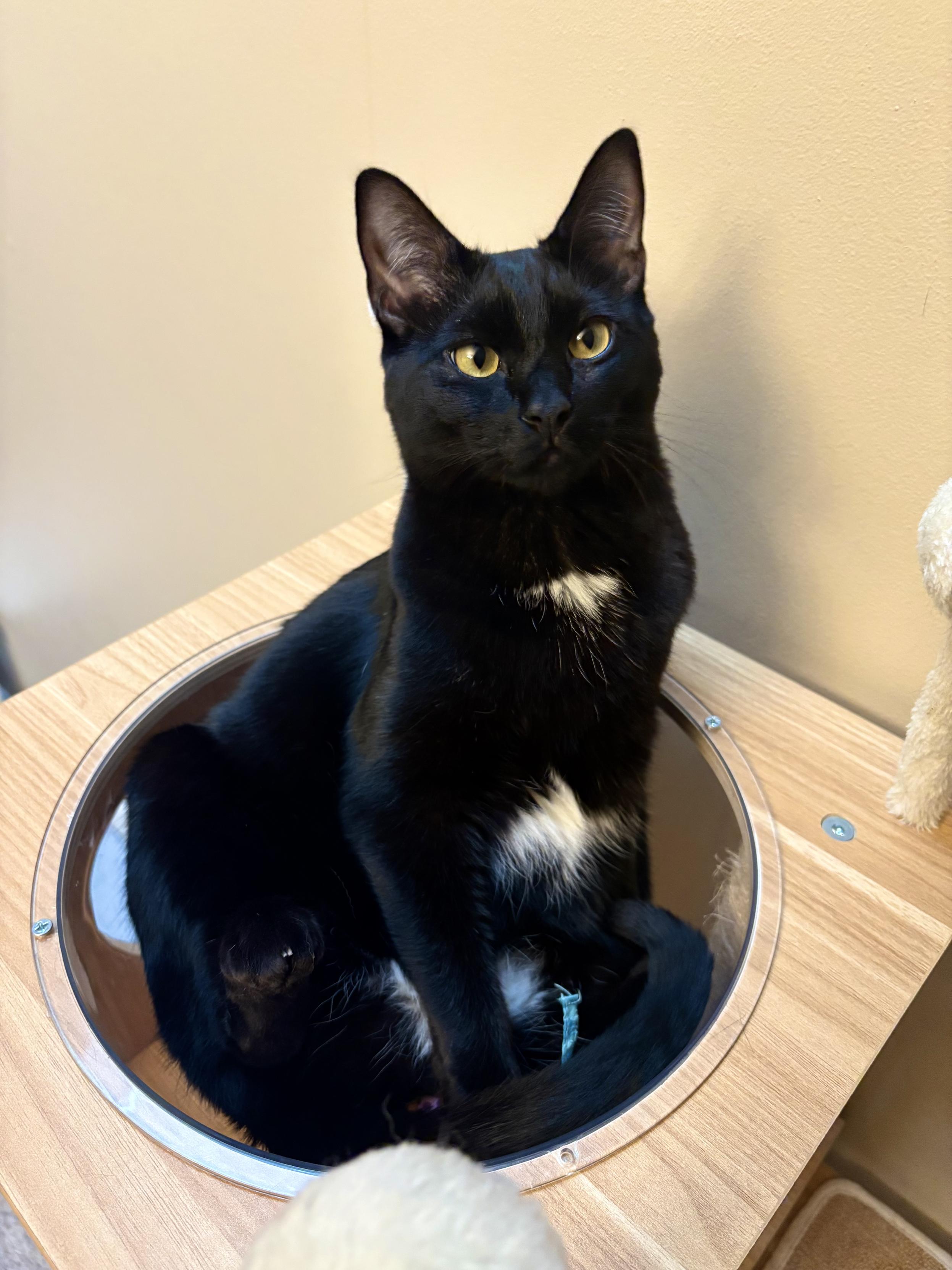 A black short-haired cat with small white ‘lockets’ down her front, sitting in a plastic bowl that is mounted in a cat tree. She’s sitting upright with one back leg visibly pulled up like a kid keeping their arms and legs clear of the sled slope as they go sliding down on a garbage can lid. Her front paw is on a toy just barely visible in the bowl below her, mostly hidden by her long black tail. Her ears are alert and her gold eyes are on the photographer, her glossy black face looking very relaxed and unpressed about the problem of the ungraspable mouse in the low-friction bowl.