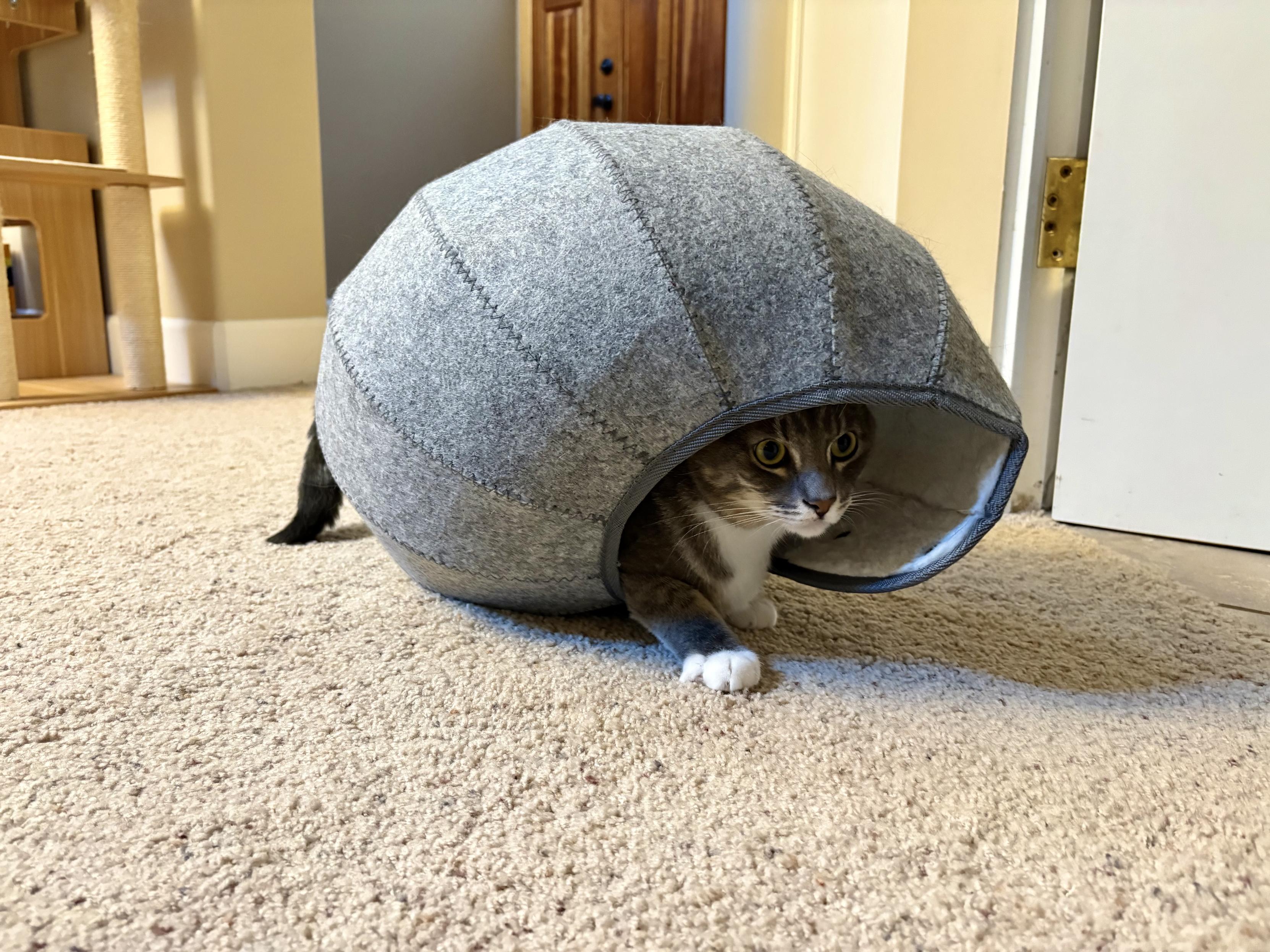 A gray tabby cat with white front, chin, and mitts almost entirely engulfed in a sort of felt helix, about the size of a beach ball. His head below the ears and his front paws are sticking out of one side of this cat “shell”, and his tail the other, and he appears to be prowling around with it covering his body.