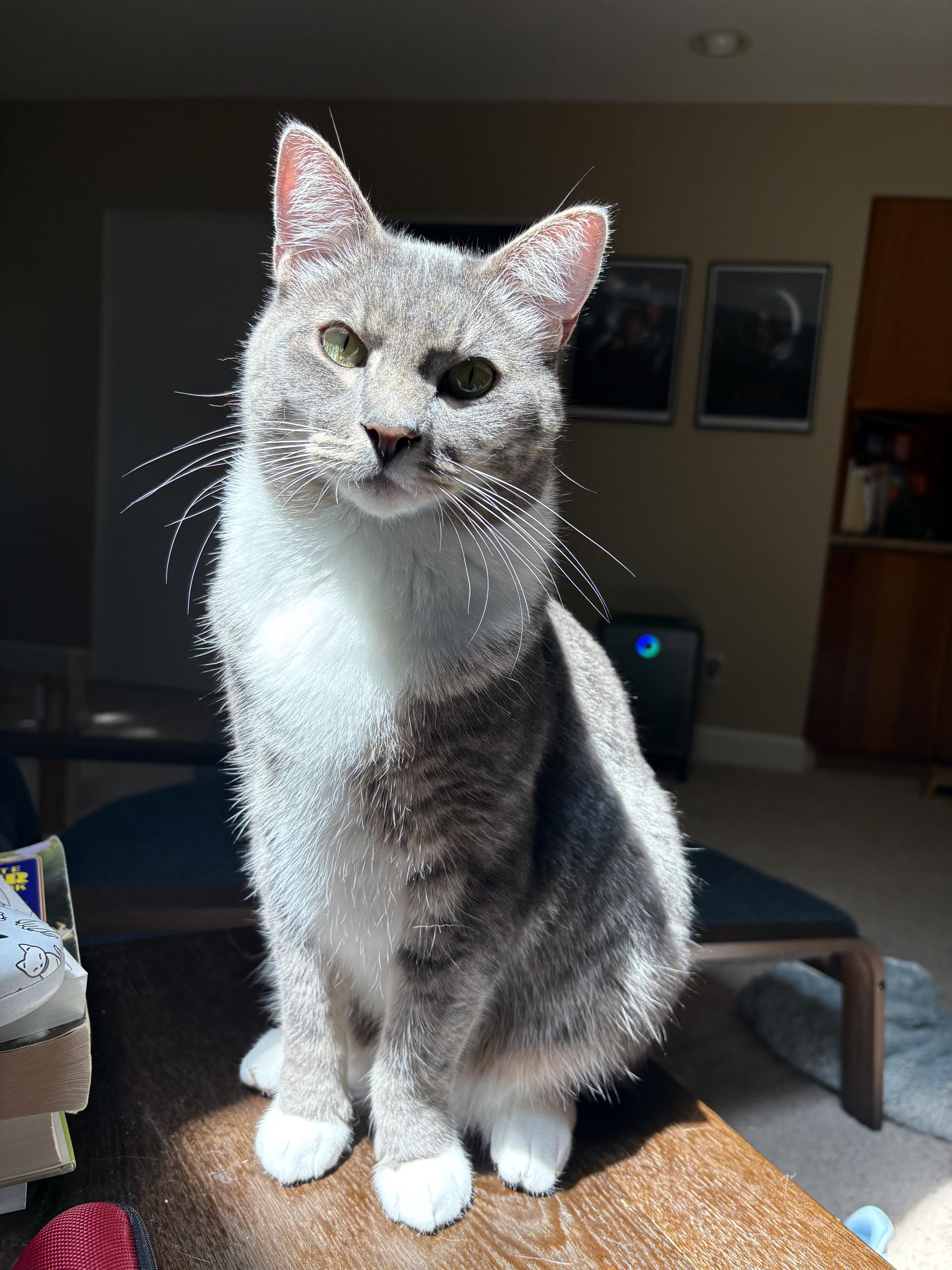 A gray tabby sitting on a side table in bright sunshine that makes his white bib and mitts blaze and his very plush fur sparkle. His many, long white whiskers stand out against the shadowed living room beyond. He has his big green-gold eyes trained on the photographer with great attention and possibly great yearning. His body language is that of a very good boy indeed.