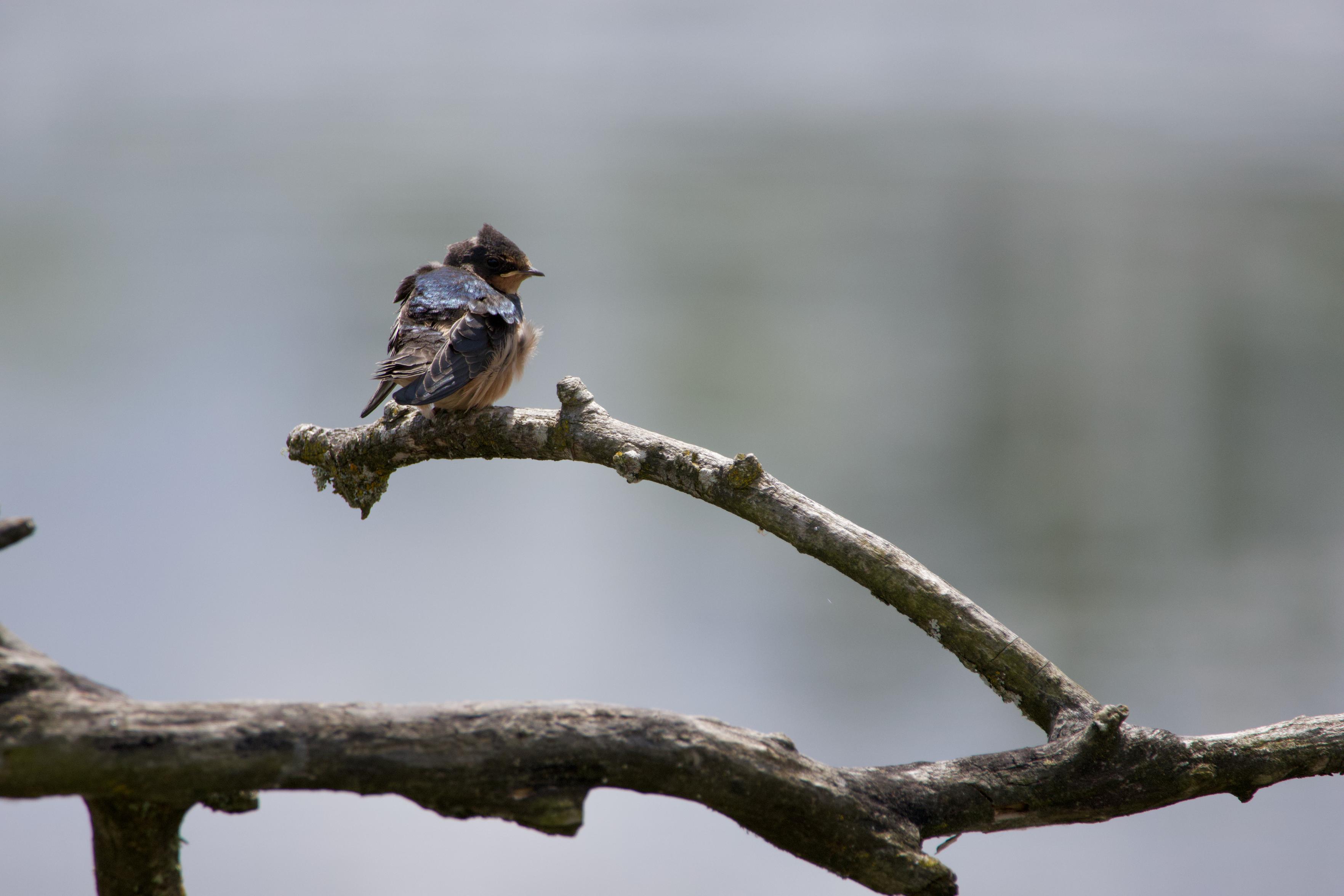 A small bird perched on a dead branch in front of indistinct water. It has its plumage thoroughly ruffled up from preening, all half-fluffed and out of order. It has light-melon underparts (belly, chin, and various bits of feather that seem to be 'showing through' the head and back's slightly cloudy iridescent blue feathers. It's looking to the side and we can see a pale 'gape flange' at the edge of the beak, contrasting with the dark face and giving it a distinct, exaggerated pout to human eyes! It is the grumpiest little messy thing with its splendor half-arranged!